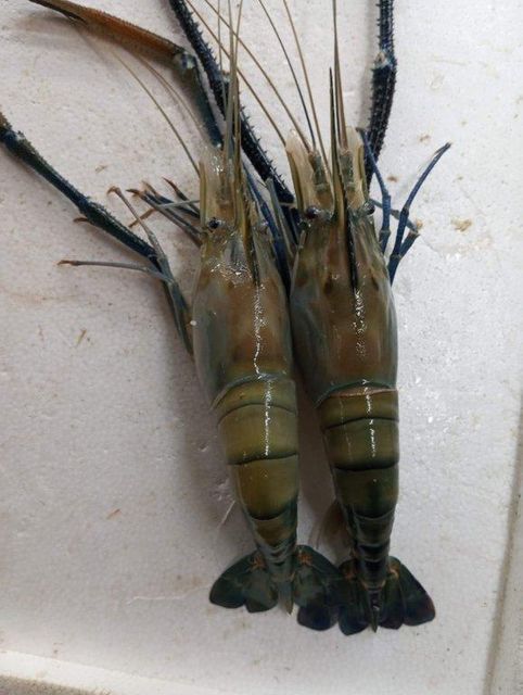 Premium Frozen Black Tiger Shrimp, Giant Freshwater Prawn & Seafood – HACCP, GMP, ISO Certified - Image 4